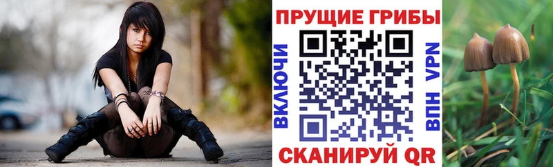 Псилоцибиновые грибы мицелий  Спас-Деменск 